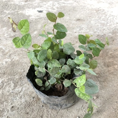 Cây Ngọc Ngân Phong Thủy 20cm - Lá Xanh Đẹp, Dễ Chăm Sóc, Trang Trí Nội Thất, Sân Vườn - 15.000đ