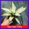 Cây Ngọc Ngân Trắng Giống Mới - Cây Cảnh Để Bàn Phong Thủy May Mắn Tài Lộc 55k