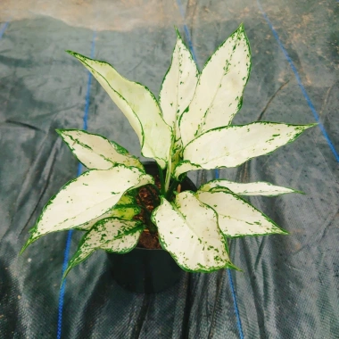 Cây Ngọc Ngân Trắng Giống Mới - Cây Cảnh Để Bàn Phong Thủy May Mắn Tài Lộc 55k