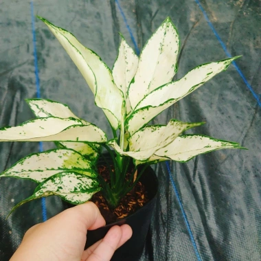 Cây Ngọc Ngân Trắng Giống Mới - Cây Cảnh Để Bàn Phong Thủy May Mắn Tài Lộc 55k 3 Cây Ngọc Ngân Trắng Giống Mới - Cây Cảnh Để Bàn Phong Thủy May Mắn Tài Lộc 55k 3