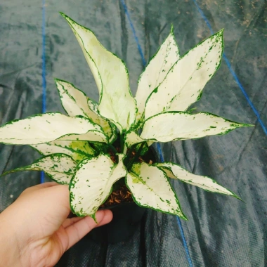 Cây Ngọc Ngân Trắng Giống Mới - Cây Cảnh Để Bàn Phong Thủy May Mắn Tài Lộc 55k 4 Cây Ngọc Ngân Trắng Giống Mới - Cây Cảnh Để Bàn Phong Thủy May Mắn Tài Lộc 55k 4