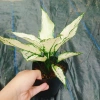 Cây Ngọc Ngân Trắng Giống Mới - Cây Cảnh Để Bàn Phong Thủy May Mắn Tài Lộc 55k 5