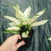 Cây Ngọc Ngân Trắng Giống Mới - Cây Cảnh Để Bàn Phong Thủy May Mắn Tài Lộc 55k 6