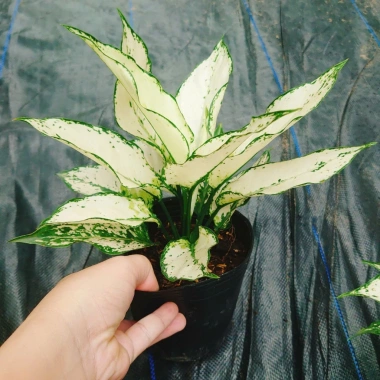 Cây Ngọc Ngân Trắng Giống Mới - Cây Cảnh Để Bàn Phong Thủy May Mắn Tài Lộc 55k 6 Cây Ngọc Ngân Trắng Giống Mới - Cây Cảnh Để Bàn Phong Thủy May Mắn Tài Lộc 55k 6