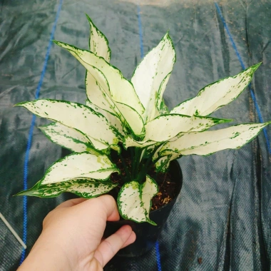 Cây Ngọc Ngân Trắng Giống Mới - Cây Cảnh Để Bàn Phong Thủy May Mắn Tài Lộc 55k 7 Cây Ngọc Ngân Trắng Giống Mới - Cây Cảnh Để Bàn Phong Thủy May Mắn Tài Lộc 55k 7
