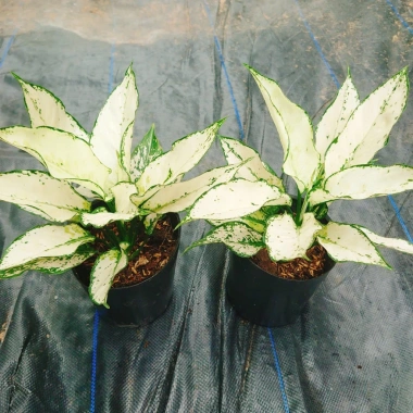 Cây Ngọc Ngân Trắng Giống Mới - Cây Cảnh Để Bàn Phong Thủy May Mắn Tài Lộc 55k