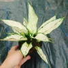 Cây Ngọc Ngân Trắng Giống Mới - Cây Cảnh Để Bàn Phong Thủy May Mắn Tài Lộc 55k 9