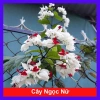 Cây Ngọc Nữ - Cây cảnh sân vườn giá chỉ 38.000đ, đẹp xanh, dễ chăm sóc, thích hợp cho mọi không gian