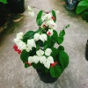 Cây Ngọc Nữ - Cây cảnh sân vườn giá chỉ 38.000đ, đẹp xanh, dễ chăm sóc, thích hợp cho mọi không gian 2