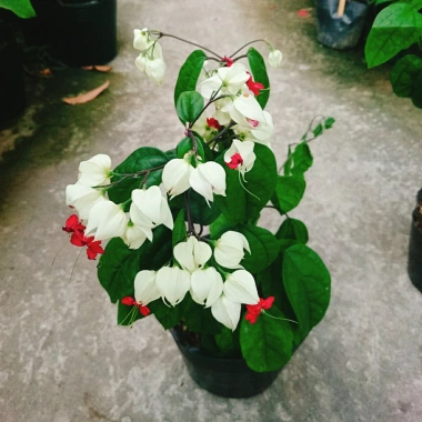 Cây Ngọc Nữ - Cây cảnh sân vườn giá chỉ 38.000đ, đẹp xanh, dễ chăm sóc, thích hợp cho mọi không gian 2