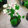 Cây Ngọc Nữ - Cây cảnh sân vườn giá chỉ 38.000đ, đẹp xanh, dễ chăm sóc, thích hợp cho mọi không gian 3