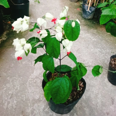 Cây Ngọc Nữ - Cây cảnh sân vườn giá chỉ 38.000đ, đẹp xanh, dễ chăm sóc, thích hợp cho mọi không gian 3