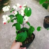 Cây Ngọc Nữ - Cây cảnh sân vườn giá chỉ 38.000đ, đẹp xanh, dễ chăm sóc, thích hợp cho mọi không gian 4