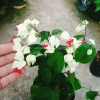 Cây Ngọc Nữ - Cây cảnh sân vườn giá chỉ 38.000đ, đẹp xanh, dễ chăm sóc, thích hợp cho mọi không gian 5