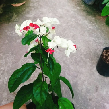 Cây Ngọc Nữ - Cây cảnh sân vườn giá chỉ 38.000đ, đẹp xanh, dễ chăm sóc, thích hợp cho mọi không gian 6