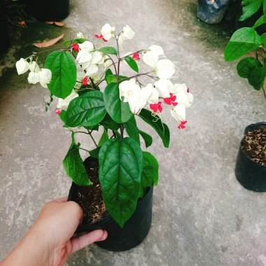 Cây Ngọc Nữ - Cây cảnh sân vườn giá chỉ 38.000đ, đẹp xanh, dễ chăm sóc, thích hợp cho mọi không gian 7