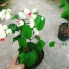 Cây Ngọc Nữ - Cây cảnh sân vườn giá chỉ 38.000đ, đẹp xanh, dễ chăm sóc, thích hợp cho mọi không gian 8