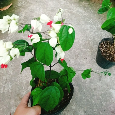 Cây Ngọc Nữ - Cây cảnh sân vườn giá chỉ 38.000đ, đẹp xanh, dễ chăm sóc, thích hợp cho mọi không gian 8