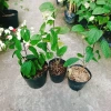 Cây Ngọc Nữ - Cây cảnh sân vườn giá chỉ 38.000đ, đẹp xanh, dễ chăm sóc, thích hợp cho mọi không gian 9