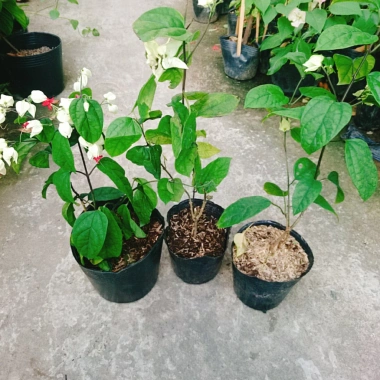 Cây Ngọc Nữ - Cây cảnh sân vườn giá chỉ 38.000đ, đẹp xanh, dễ chăm sóc, thích hợp cho mọi không gian 9
