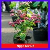 Cây ngọc nữ đỏ - cây dây leo hoa đẹp, trồng sân vườn, giảm giá 38.000đ