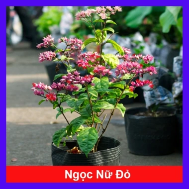 Cây ngọc nữ đỏ - cây dây leo hoa đẹp, trồng sân vườn, giảm giá 38.000đ
