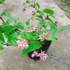 Cây ngọc nữ đỏ - cây dây leo hoa đẹp, trồng sân vườn, giảm giá 38.000đ 2