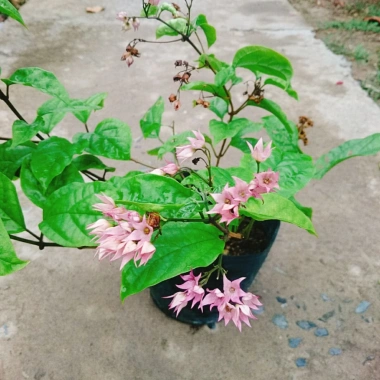 Cây ngọc nữ đỏ - cây dây leo hoa đẹp, trồng sân vườn, giảm giá 38.000đ