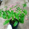 Cây ngọc nữ đỏ - cây dây leo hoa đẹp, trồng sân vườn, giảm giá 38.000đ 3