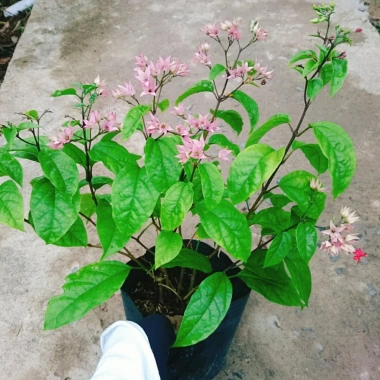 Cây ngọc nữ đỏ - cây dây leo hoa đẹp, trồng sân vườn, giảm giá 38.000đ 3 Cây ngọc nữ đỏ - cây dây leo hoa đẹp, trồng sân vườn, giảm giá 38.000đ 3