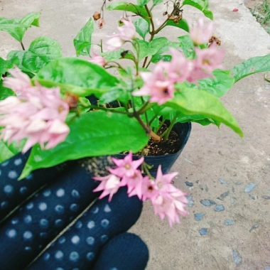 Cây ngọc nữ đỏ - cây dây leo hoa đẹp, trồng sân vườn, giảm giá 38.000đ