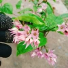 Cây ngọc nữ đỏ - cây dây leo hoa đẹp, trồng sân vườn, giảm giá 38.000đ 5