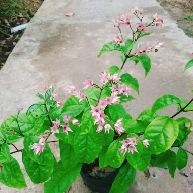 Cây ngọc nữ đỏ - cây dây leo hoa đẹp, trồng sân vườn, giảm giá 38.000đ
