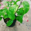 Cây ngọc nữ đỏ - cây dây leo hoa đẹp, trồng sân vườn, giảm giá 38.000đ 7