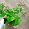 Cây ngọc nữ đỏ - cây dây leo hoa đẹp, trồng sân vườn, giảm giá 38.000đ 8