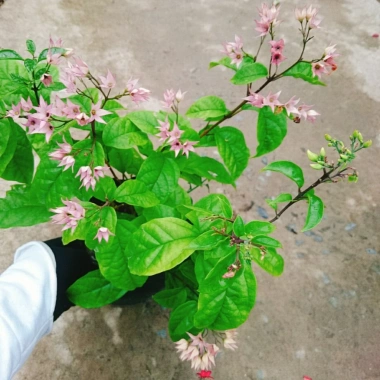 Cây ngọc nữ đỏ - cây dây leo hoa đẹp, trồng sân vườn, giảm giá 38.000đ