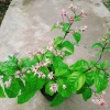 Cây ngọc nữ đỏ - cây dây leo hoa đẹp, trồng sân vườn, giảm giá 38.000đ 9
