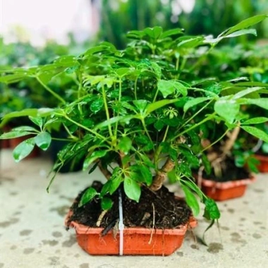 Cây Ngũ Gia Bì Bonsai Để Bàn - Tiệm Cây Xanh Lá Giá Ưu Đãi 130k Giảm Từ 156k Cây Ngũ Gia Bì Bonsai Để Bàn - Tiệm Cây Xanh Lá Giá Ưu Đãi 130k Giảm Từ 156k