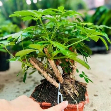Cây Ngũ Gia Bì Bonsai Để Bàn - Tiệm Cây Xanh Lá Giá Ưu Đãi 130k Giảm Từ 156k 2 Cây Ngũ Gia Bì Bonsai Để Bàn - Tiệm Cây Xanh Lá Giá Ưu Đãi 130k Giảm Từ 156k 2