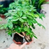 Cây Ngũ Gia Bì Bonsai Để Bàn - Tiệm Cây Xanh Lá Giá Ưu Đãi 130k Giảm Từ 156k 3