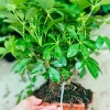 Cây Ngũ Gia Bì Bonsai Để Bàn - Tiệm Cây Xanh Lá Giá Ưu Đãi 130k Giảm Từ 156k 4