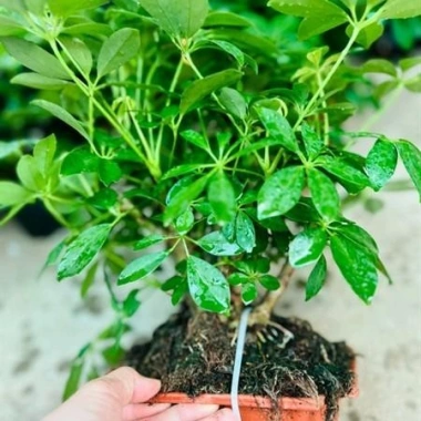 Cây Ngũ Gia Bì Bonsai Để Bàn - Tiệm Cây Xanh Lá Giá Ưu Đãi 130k Giảm Từ 156k 4 Cây Ngũ Gia Bì Bonsai Để Bàn - Tiệm Cây Xanh Lá Giá Ưu Đãi 130k Giảm Từ 156k 4
