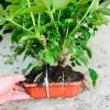 Cây Ngũ Gia Bì Bonsai Để Bàn - Tiệm Cây Xanh Lá Giá Ưu Đãi 130k Giảm Từ 156k 5