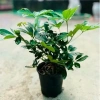 Cây Ngũ Gia Bì Bonsai Để Bàn - Tiệm Cây Xanh Lá Giá Ưu Đãi 130k Giảm Từ 156k 6