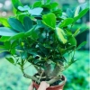 Cây Ngũ Gia Bì Bonsai Để Bàn - Tiệm Cây Xanh Lá Giá Ưu Đãi 130k Giảm Từ 156k 7