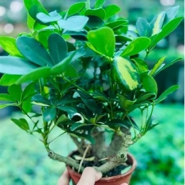 Cây Ngũ Gia Bì Bonsai Để Bàn - Tiệm Cây Xanh Lá Giá Ưu Đãi 130k Giảm Từ 156k 7 Cây Ngũ Gia Bì Bonsai Để Bàn - Tiệm Cây Xanh Lá Giá Ưu Đãi 130k Giảm Từ 156k 7