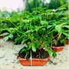 Cây Ngũ Gia Bì Bonsai Để Bàn - Tiệm Cây Xanh Lá Giá Ưu Đãi 130k Giảm Từ 156k 8