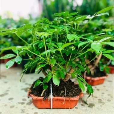 Cây Ngũ Gia Bì Bonsai Để Bàn - Tiệm Cây Xanh Lá Giá Ưu Đãi 130k Giảm Từ 156k 8 Cây Ngũ Gia Bì Bonsai Để Bàn - Tiệm Cây Xanh Lá Giá Ưu Đãi 130k Giảm Từ 156k 8