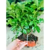 Cây Ngũ Gia Bì Bonsai Để Bàn - Tiệm Cây Xanh Lá Giá Ưu Đãi 130k Giảm Từ 156k 9