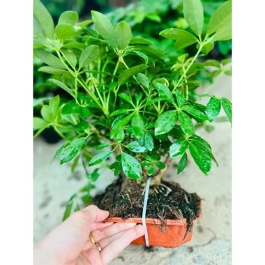 Cây Ngũ Gia Bì Bonsai Để Bàn - Tiệm Cây Xanh Lá Giá Ưu Đãi 130k Giảm Từ 156k 9 Cây Ngũ Gia Bì Bonsai Để Bàn - Tiệm Cây Xanh Lá Giá Ưu Đãi 130k Giảm Từ 156k 9